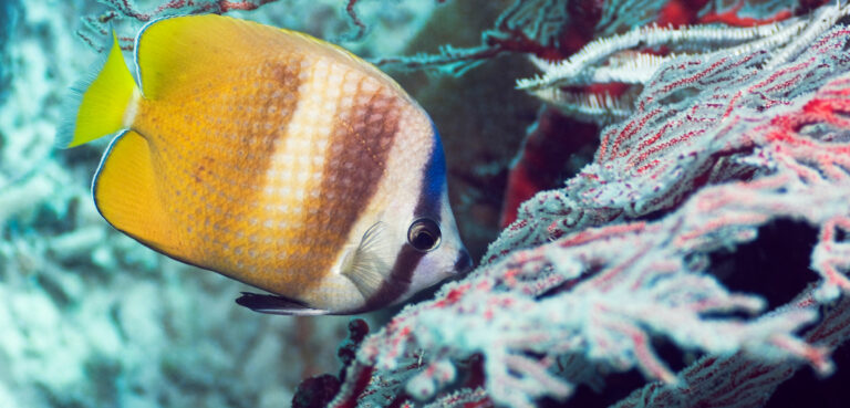 A medida que los corales se blanquean, los peces que viven ahí también pierden su color
