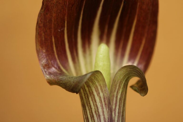 Estas flores usan una trampa sexual y letal para atraer a sus polinizadores