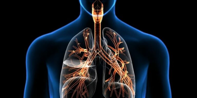 Científicos descubren nuevas células responsables de mantener saludable al sistema respiratorio