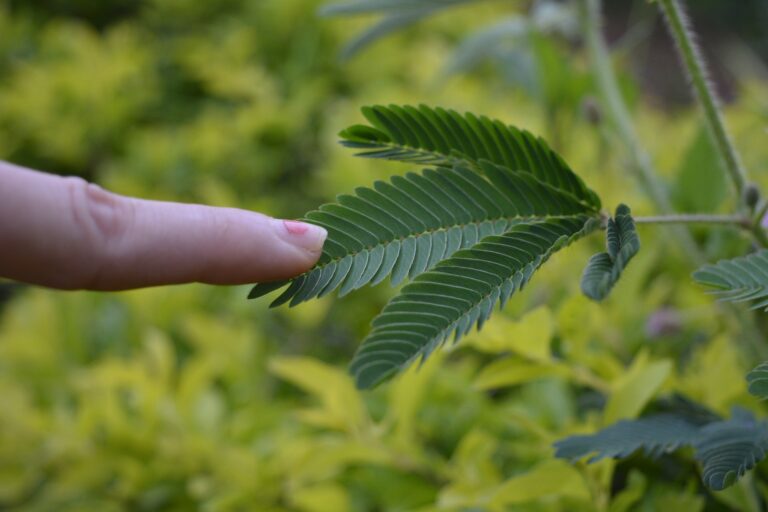 ¿Por qué las plantas se estresan cuando las tocan? después de 30 años de búsqueda podemos saber la respuesta