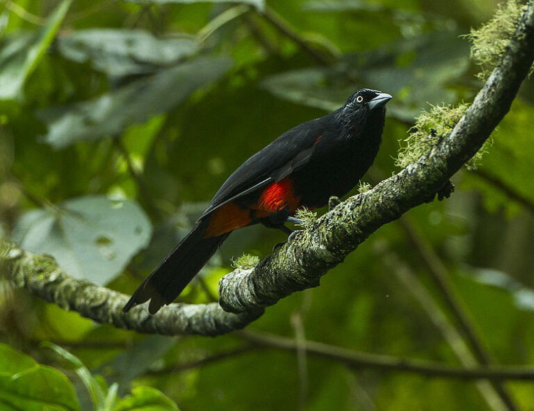 La población de casi la mitad de especies de aves se está reduciendo drásticamente