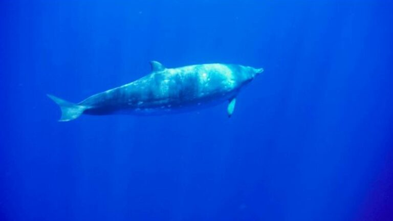 Esta nueva IA identifica los sonidos de los animales marinos con excelente precisión