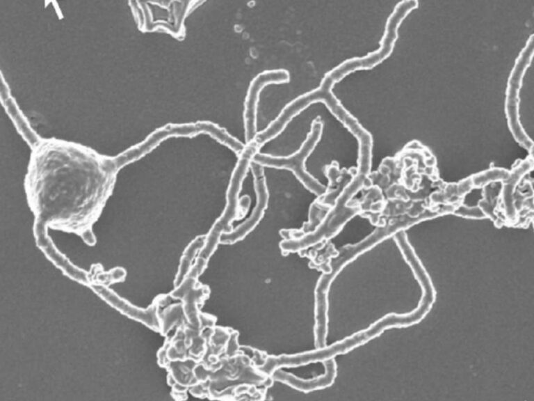 Las arqueas de Asgard, de la mitología nórdica a explicar el origen de la vida