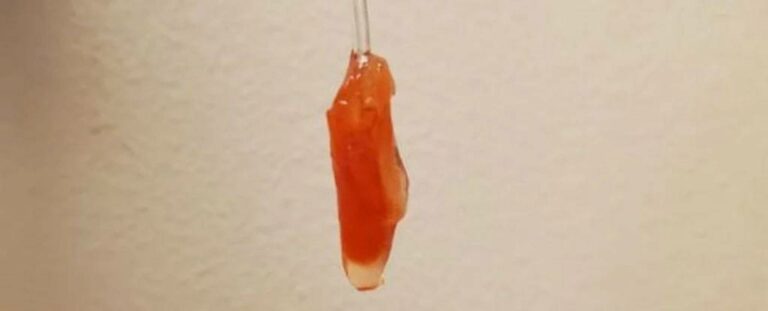 Científicos fabrican parte de un corazón en miniatura que puede latir