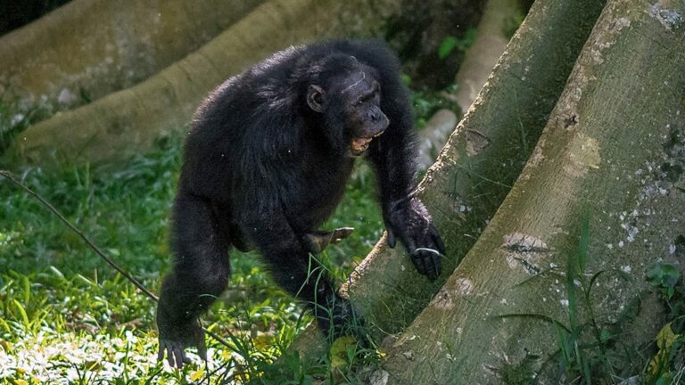Los chimpancés se mantienen en contacto con ritmos de tambor