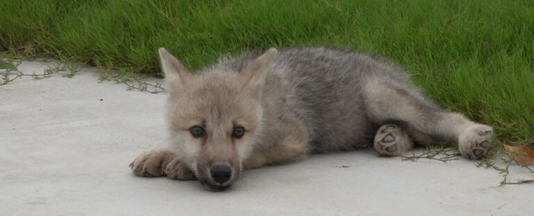 Este es el primer lobo ártico clonado del mundo, nacido en China
