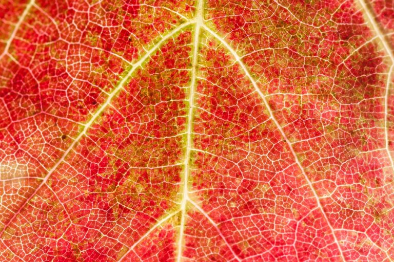 Cien años después, científicos han podido explicar la evolución de las plantas con raíces