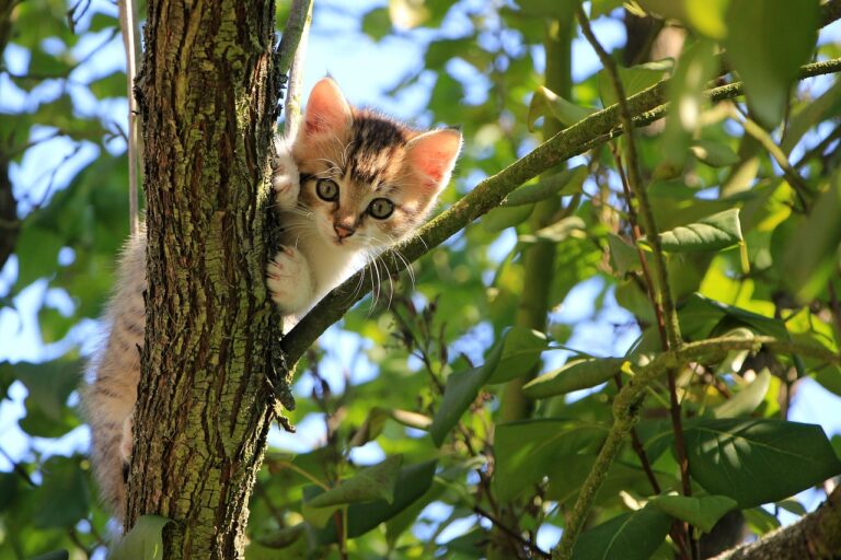 Los gatos son animales semidomesticados, según nuevo estudio