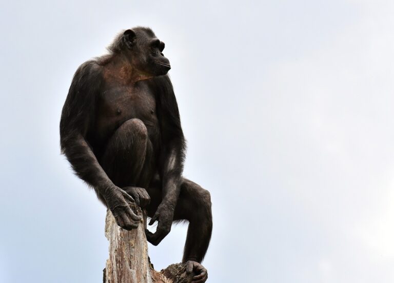 Nueva investigación cambia la hipótesis sobre importante aspecto de la evolución humana