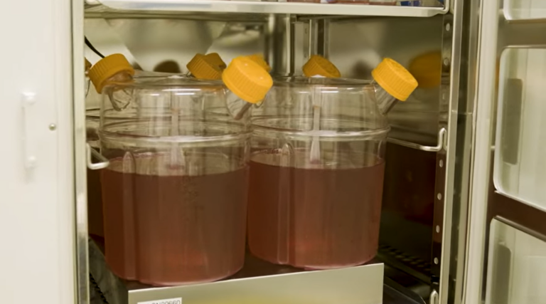 Empieza el primer ensayo mundial para la transfusión de glóbulos rojos cultivados en laboratorio