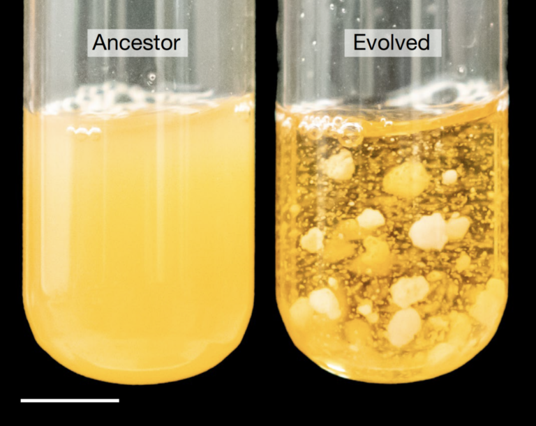 Este hongo evolucionó y creció 20 000 veces su tamaño en un laboratorio
