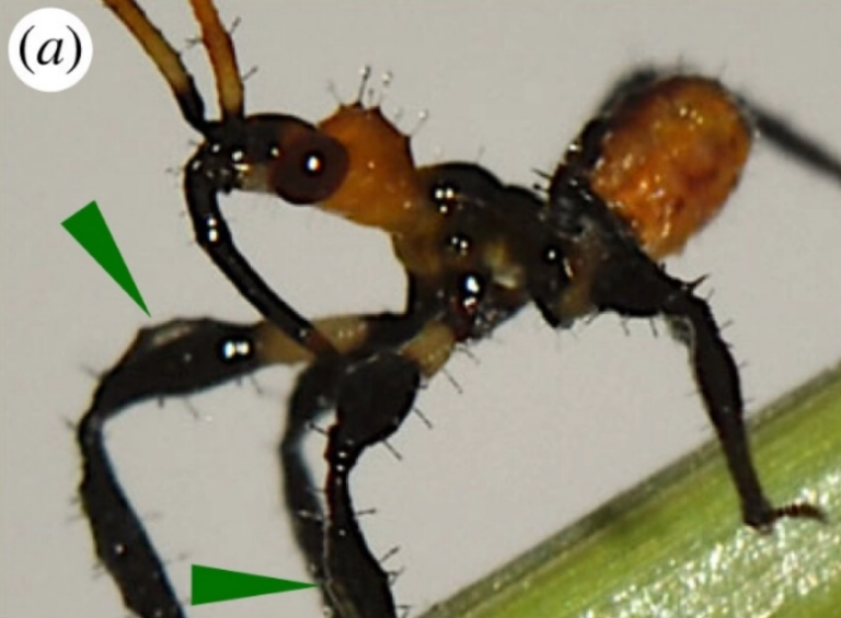 Estos insectos asesinos usan la resina de una hierba como herramienta para cazar
