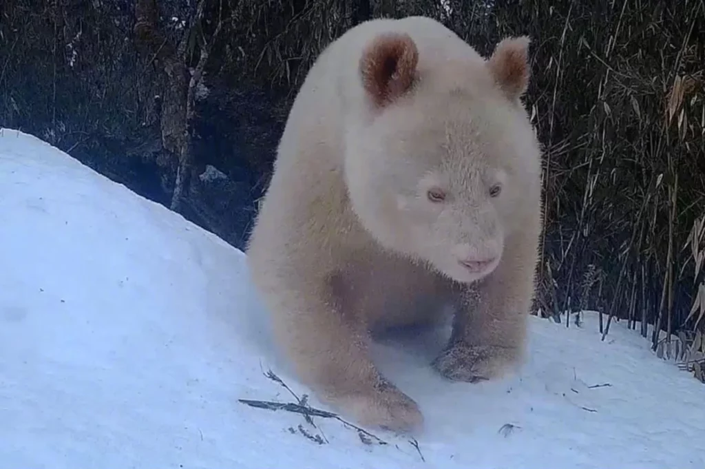 panda albino