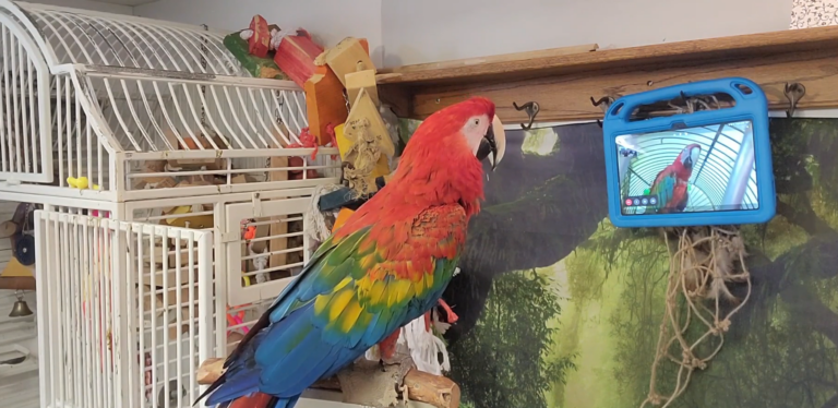 Estudio demuestra que a los loros les encanta hacer videollamadas con sus amigos