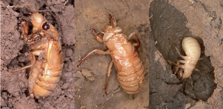 Cada 17 años miles de cigarras emergen de la Tierra casi al mismo tiempo y no sabemos por qué
