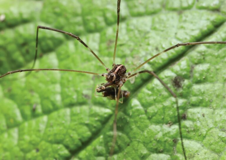 Esta curiosa especie arácnida de Nueva Zelanda posee tres tipos de machos