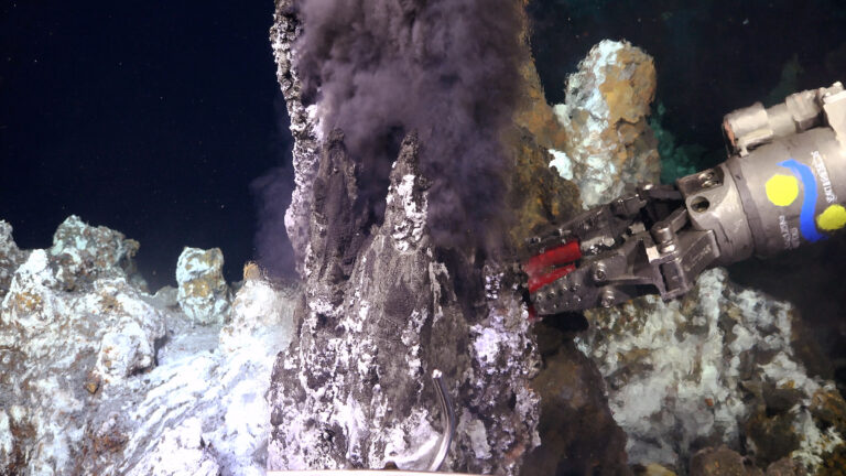 Una expedición revela un maravilloso ecosistema oculto debajo del fondo marino [VIDEO]