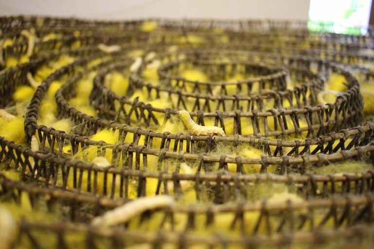 Gusanos de seda modificados genéticamente produjeron una seda de araña más fuerte y resistente