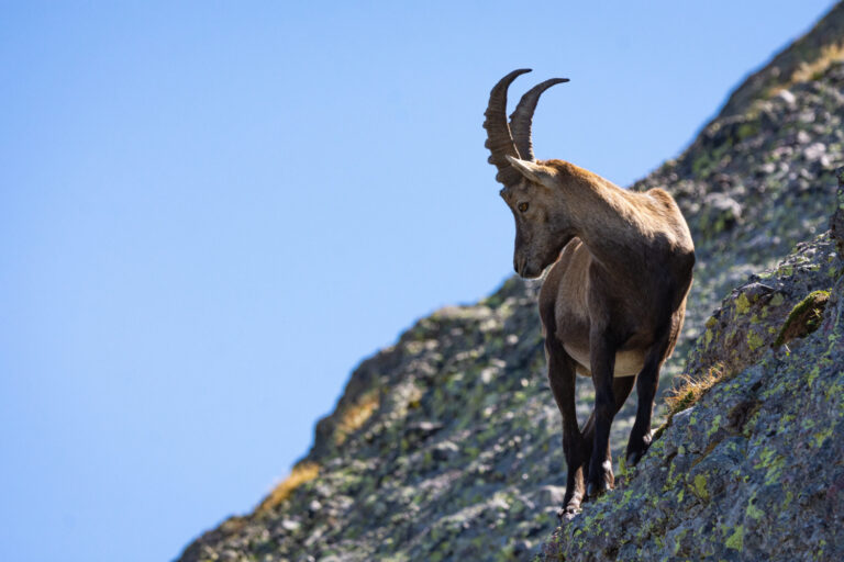 ¿Por qué esta especie se está volviendo nocturna si es más vulnerable en la oscuridad?