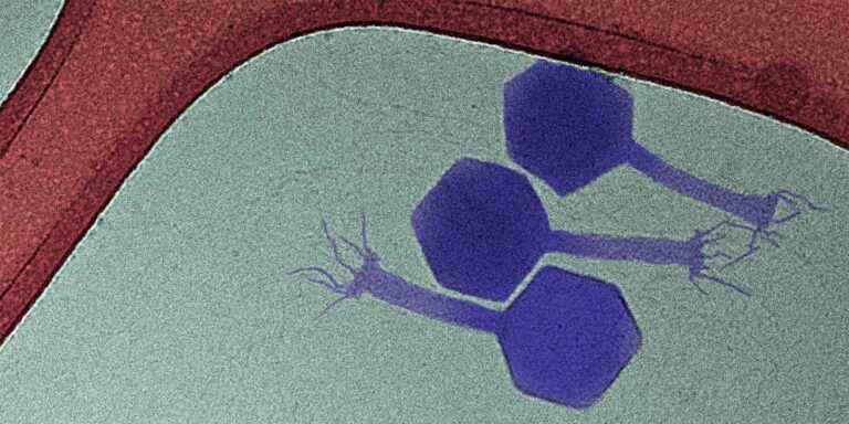Encuentran al aliado definitivo contra las superbacterias, el virus Paride