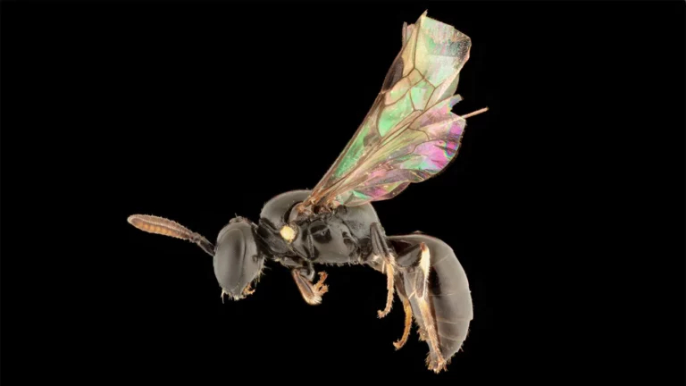 Abejas descubiertas en unas islas del Pacífico resuelven un misterio de décadas para los biólogos