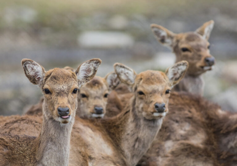 Nueva evidencia descarta la idea de que los machos son más grandes que las hembras