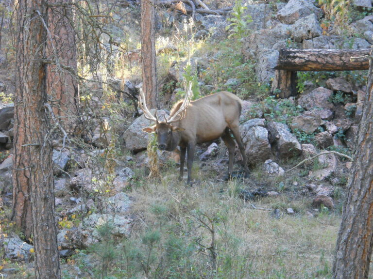 Posibles dos muertes por “enfermedad del ciervo zombie” en humanos levanta alertas 