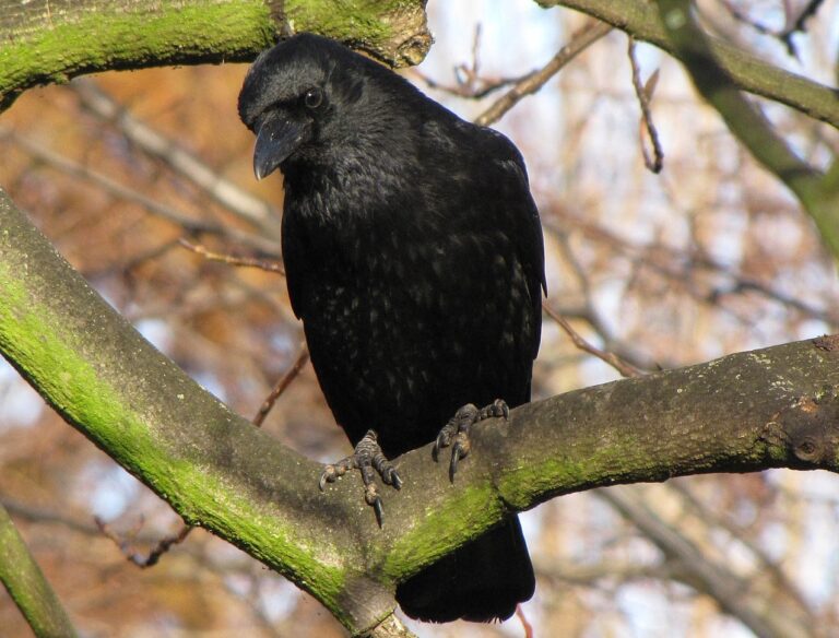 Los cuervos pueden «contar» en voz alta, revela nuevo estudio 