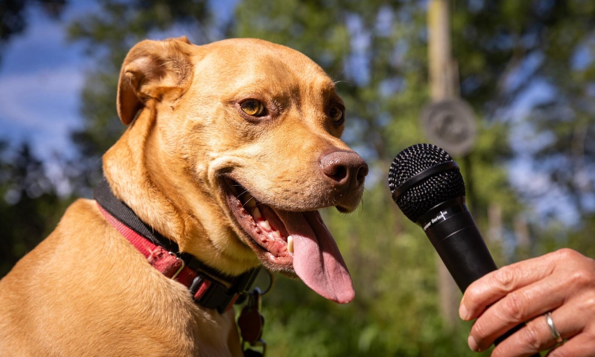 Una IA ayuda a decodificar los ladridos de los perros