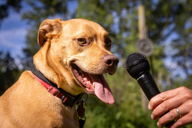 Una IA ayuda a decodificar los ladridos de los perros