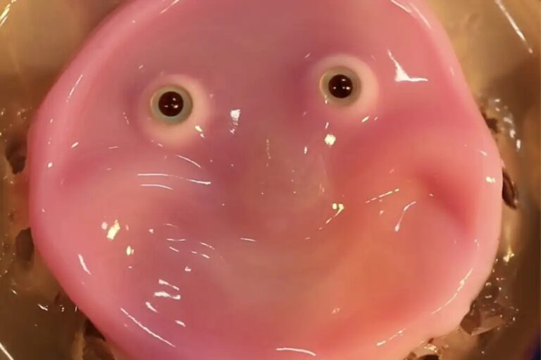 Científicos crean un rostro para robot con piel humana