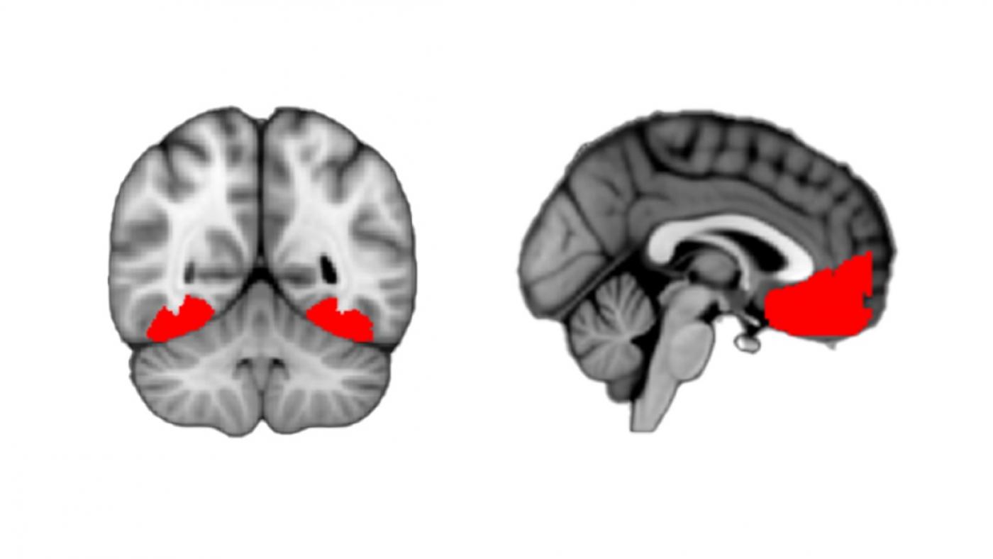 Científicos identifican el lugar del cerebro donde surge la curiosidad