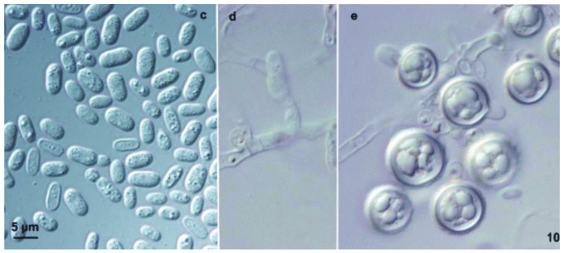 Los hongos patógenos están adaptándose a temperaturas más altas