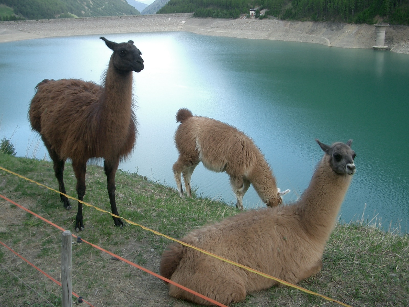 Investigadores crean anticuerpos híbridos de llama-humano para combatir el VIH