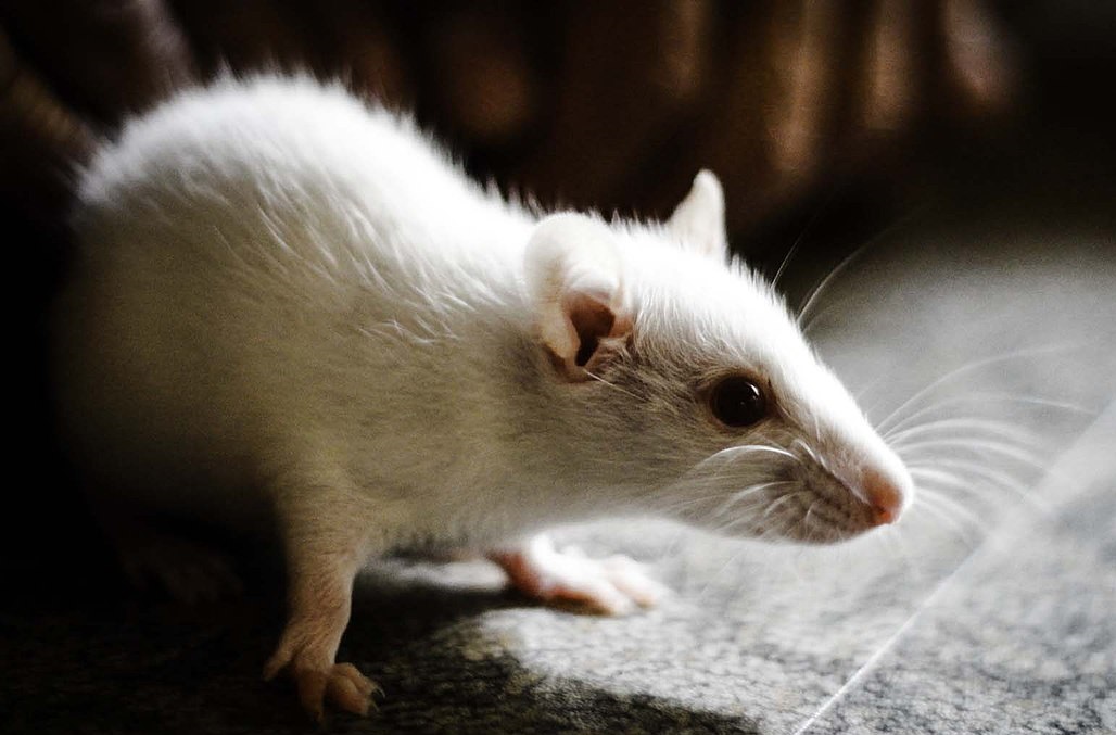 Científicos crean ratones con superaudición luego de modificar un solo gen
