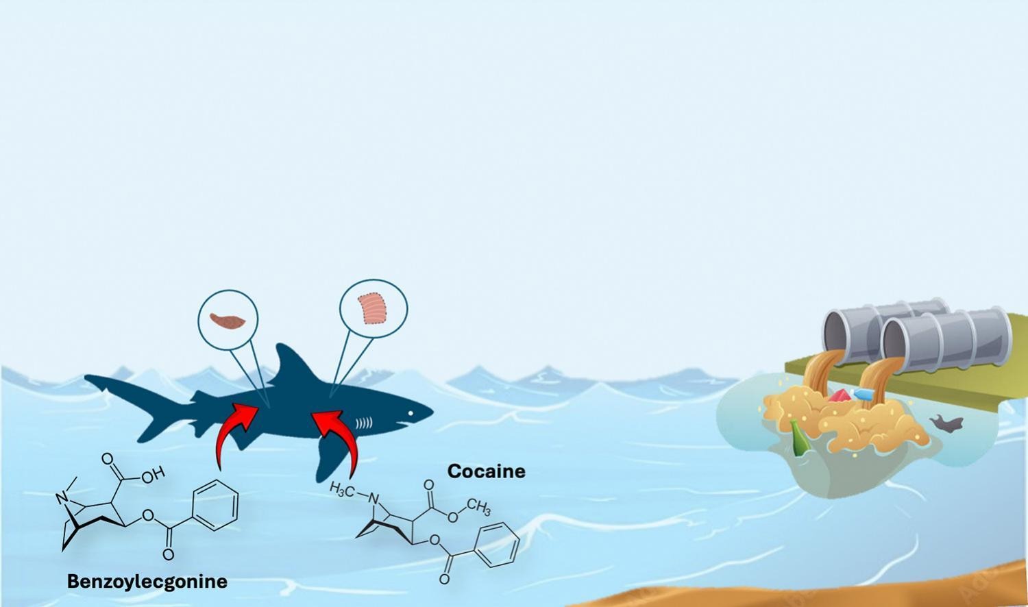 Investigadores descubren cocaína en tiburones nariz afilada brasileños 