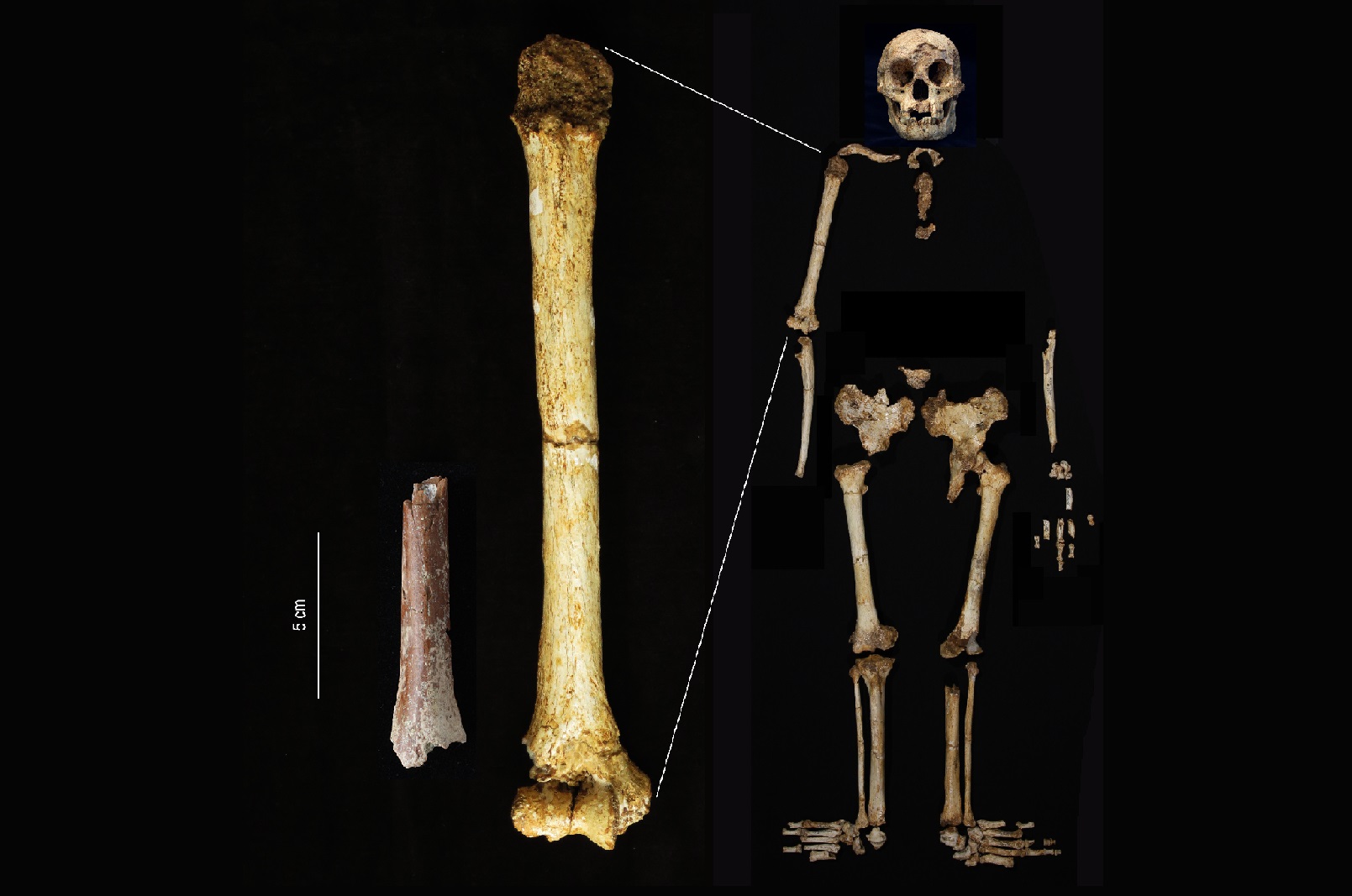 Investigadores encuentran nuevas evidencias de la especie humana más pequeña, H floresiensis