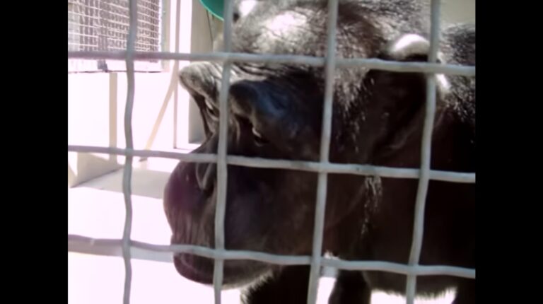 Chimpancé en cautiverio pronuncia la palabra «mama» [VIDEO]