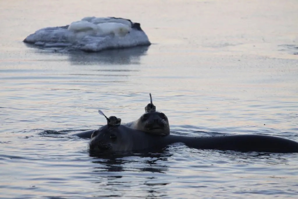 Las focas están ayudándonos a monitorear las corrientes oceánicas