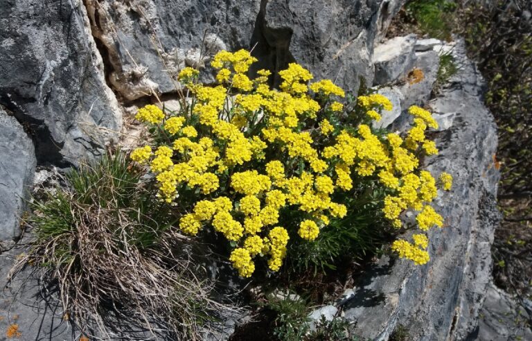 Fitominería, la nueva estrategia de hacer minería con plantas