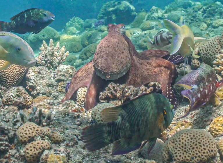 Los pulpos solitarios participan en cacerías multi-especies junto a peces [VIDEO]