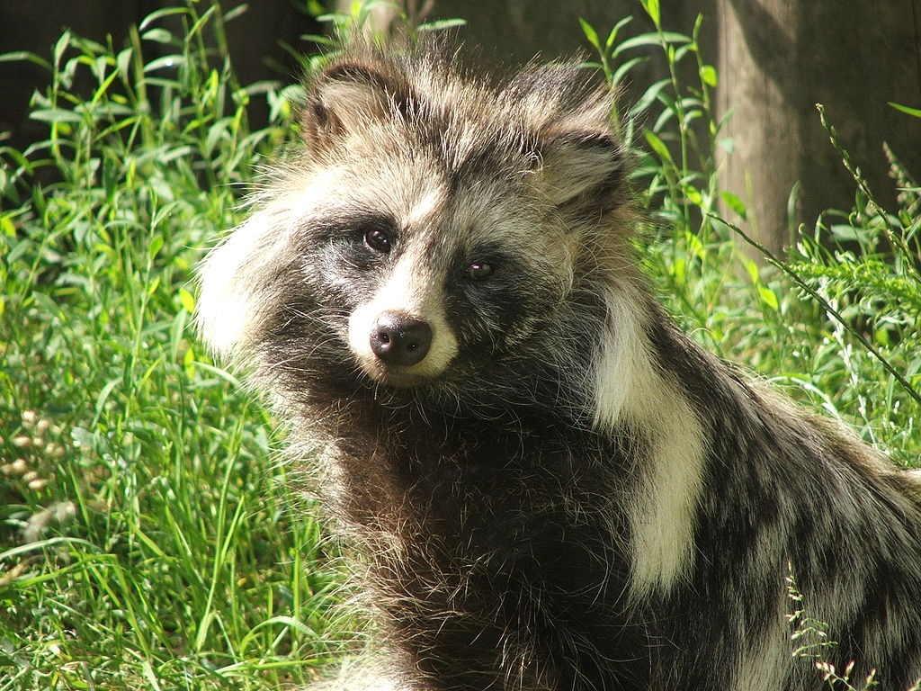 El probable origen del COVID-19 estuvo en los animales en el mercado de Wuhan