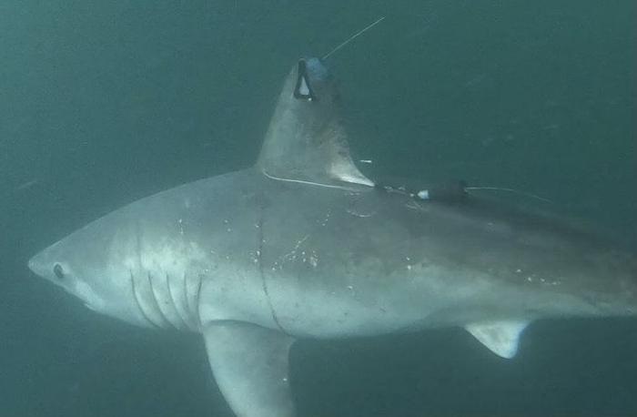 Científicos descubren un raro caso de depredación entre tiburones en las aguas de Bermudas