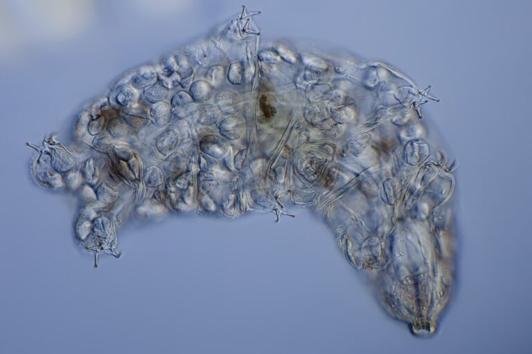 Los tardigrados parecen ser inmunes a los microplásticos en los océanos