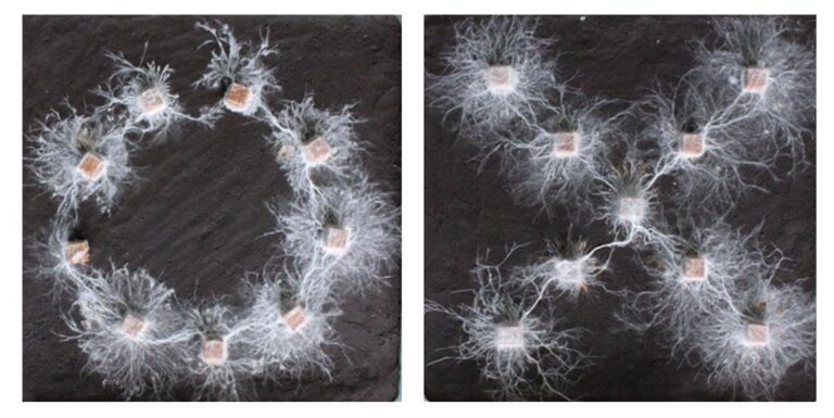 Investigadores revelan cómo los hongos pueden «pensar» y optimizar su crecimiento