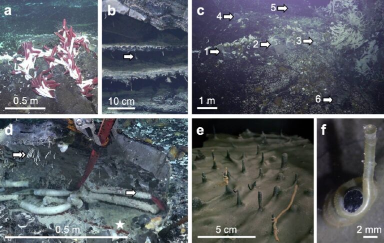 Científicos descubren animales viviendo cerca de las fuentes hidrotermales submarinas