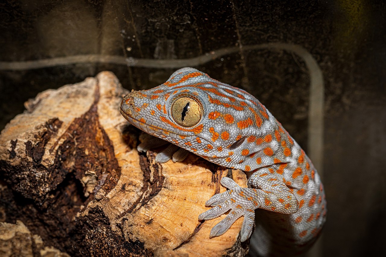 Geckos desarrollan un «sexto sentido» para detectar vibraciones profundas