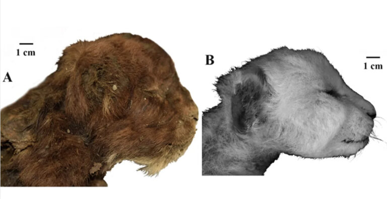 Hallan momificado en permafrost el primer gatito dientes de sable del mundo