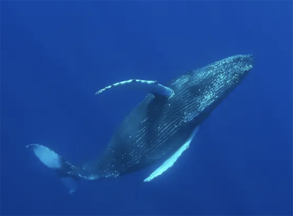 Los cantos de las ballenas jorobadas muestran una estructura estadística similar a la del lenguaje humano