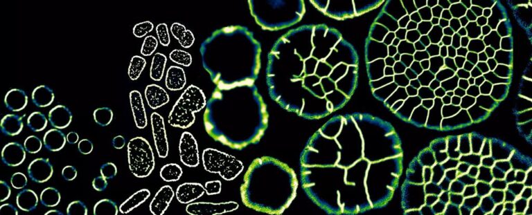 Este microbio unicelular puede transformarse en una criatura multicelular